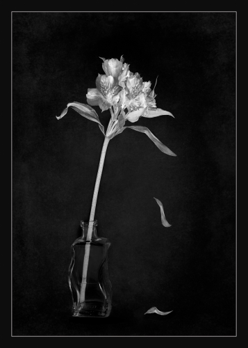 Fading-Flower by Ann Healey