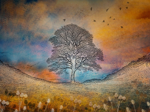 Sycamore-Gap by Julie Walker