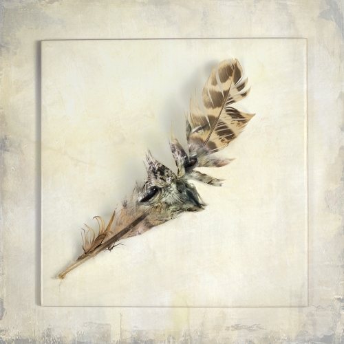 Owl's Feather by Jo Knight