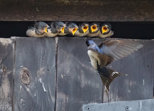 Swallows-on-a-Barn-Door by Tony Marsh
