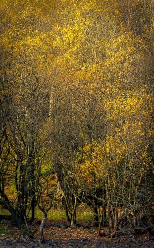 Thirlmere-trees by Chris Burgess
