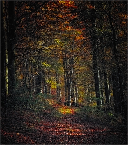 Golden-Canopy by Tony Melling