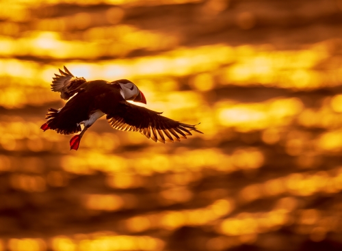 Puffin-at-Dawn by Simon Roberts