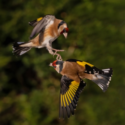 Goldfinches by Tony Marsh