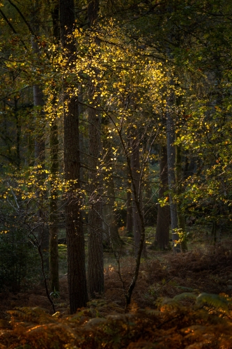 Gold-2 by Ade Gidney