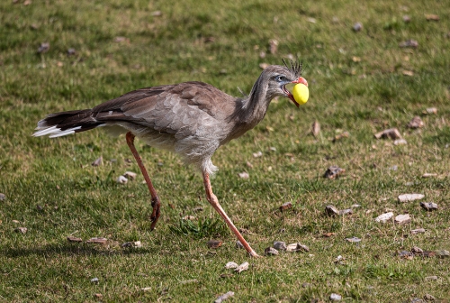Seremina-with-Golden-Egg by Marilyn Woodthorpe