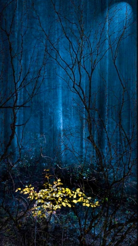 Midnight-Gold by Ann Healey