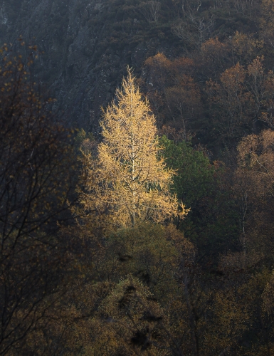 Golden-Larch by Marilyn Woodthorpe