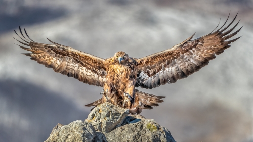 Golden-Eagle-Landing by Alan Walker