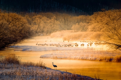 Cranes-in-the-Dawn-Mist by Simon Roberts