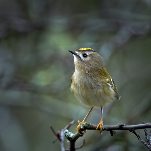 Goldcrest by Tony Marsh