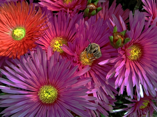 Mesembryanthemum Gold by Phil Cartwright