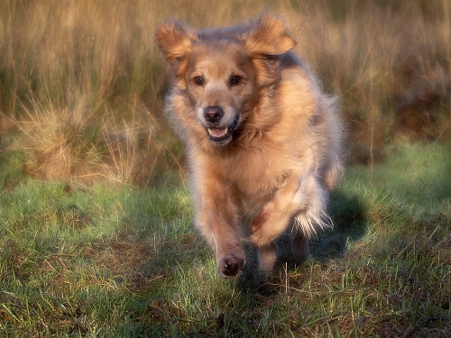 Golden-Retriever by David Woodthorpe
