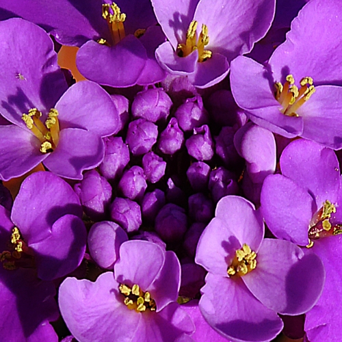 Golden-stamens by Phil Cartwright