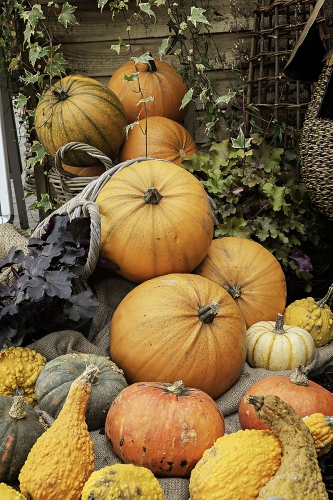 Autumn-Harvest by Wendy Jordan