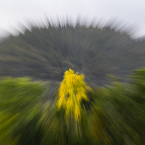 Golden-Birch by Tony Marsh