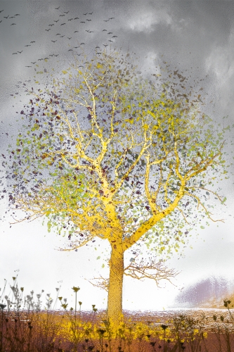 Golden-Tree by Ann Healey