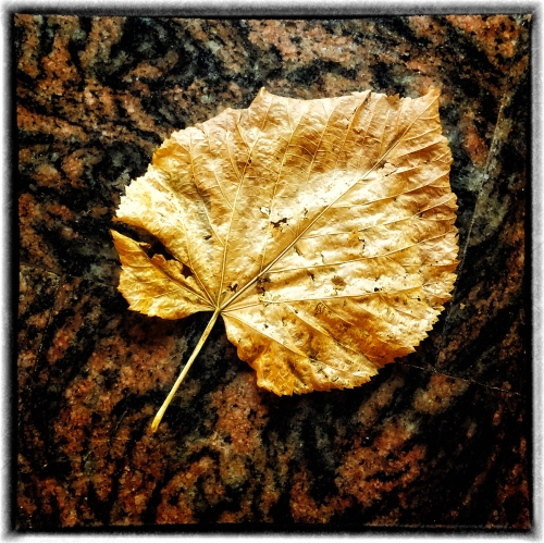 Gold-Leaf by Keith Snell
