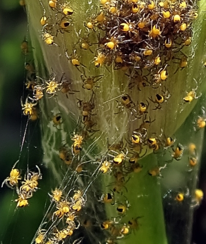Goldsmiths-spiders by Phil Cartwright