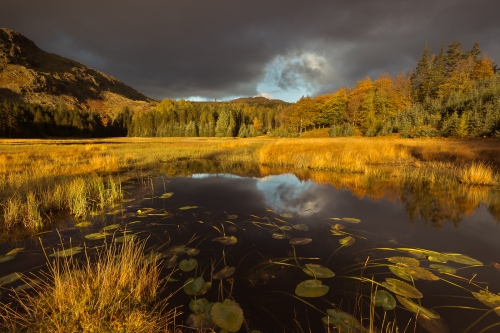 Gold-1 by Ade Gidney