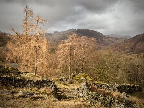 Little-Langdale-Trees by Julie Walker