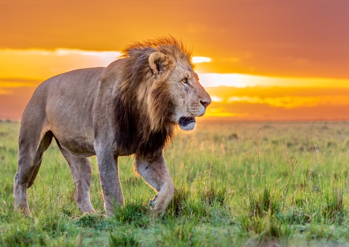 Golden-Lion by Simon Roberts