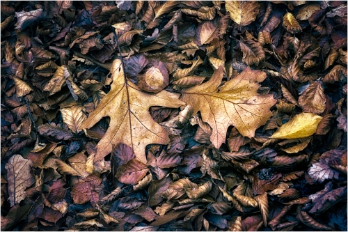 Gold-Leaf by Tony Melling