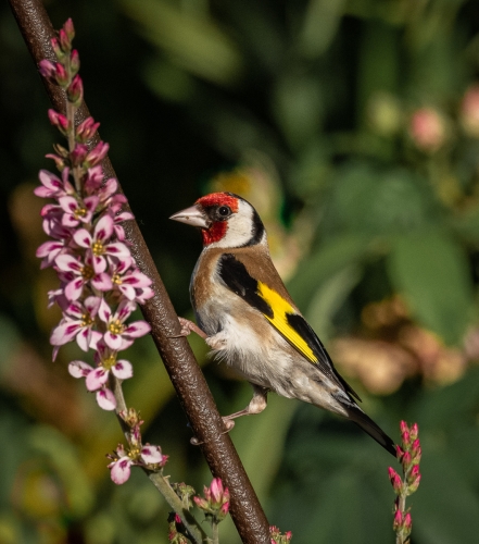 Goldfinch-on-Iron-Rung by Richard Jakobson