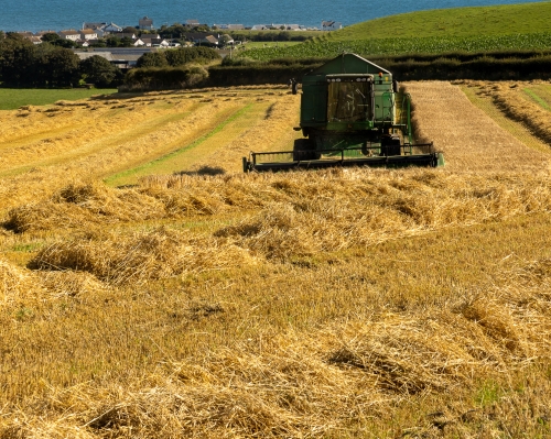 Harvesting-the-Golden-Crop by Mike Rowlinson