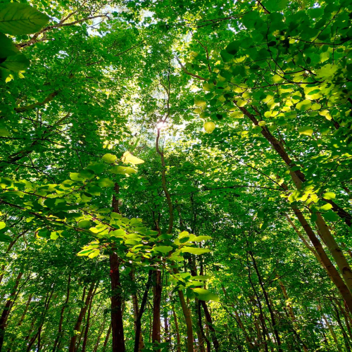 Looking-up-the-green by Marta Sayols