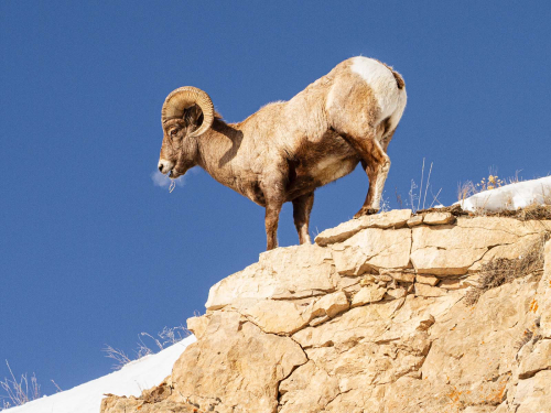 Big-Horn-Sheep-on-Cliff by Julie Walker
