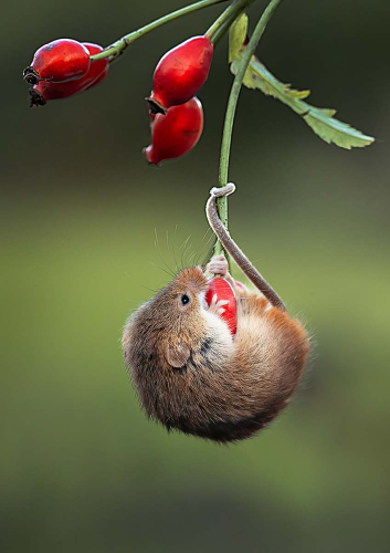 Hanging-on by Pete Whieldon