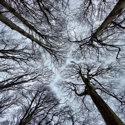 Skeleton-Canopy by Marta Sayols