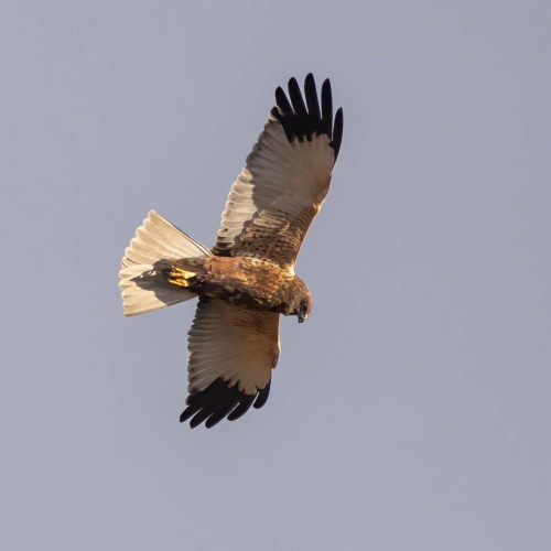 Male-Marsh-Harrier by Tony Marsh