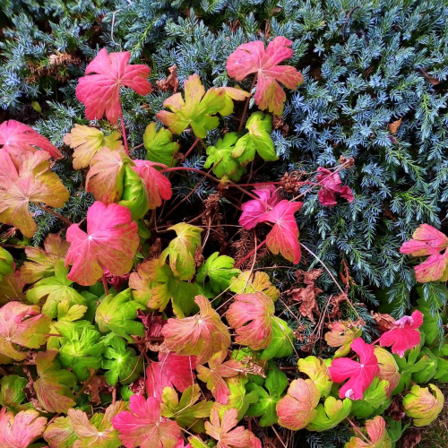 Autumn-leaves by Philip Cartwright