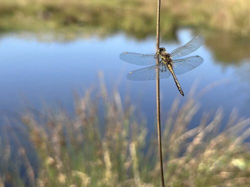 Damselfly-At-Rest by Jeremy Malley-Smith