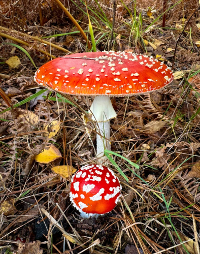 Amanita-Muscaria by Paul Rathbone