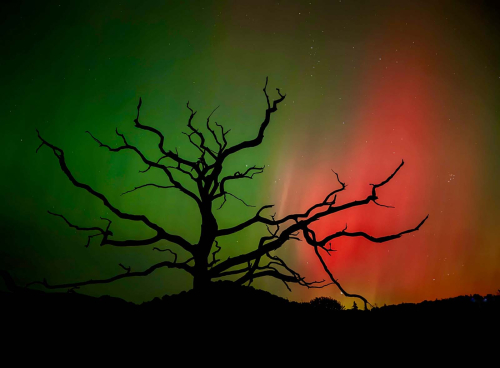 Witchs-Tree-Aurora by Paul Rathbone