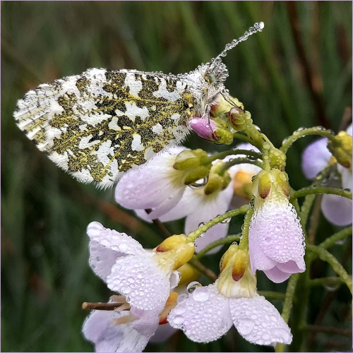 Orange-Tip-on-Cuckooflower by David Woodthorpe