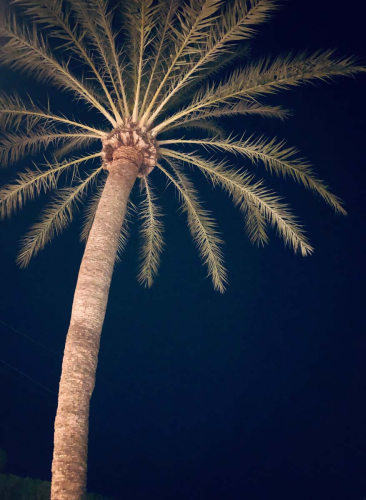 Illuminated-Palm-Tree by Tom Stenhouse