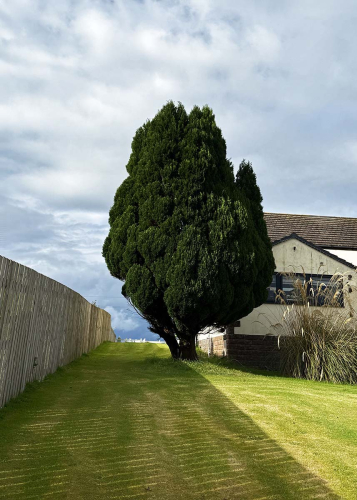 Bowness-Tree by Keith Snell
