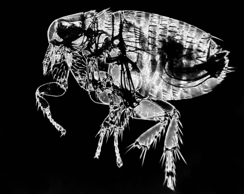 Phillip Cartwright: Dogflea