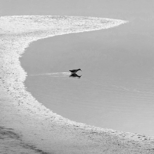 Tony Marsh: Redshank