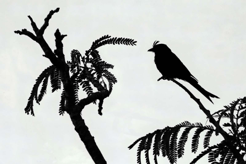 Tony Marsh: Crested-Drongo-in-Acacia-Tree