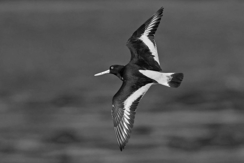 Tony Marsh: Oystercatcher-Flight