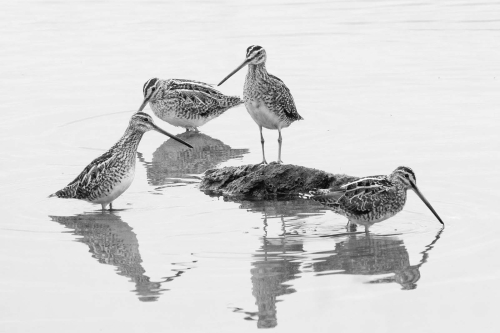 Tony Marsh: Snipe