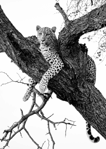 Simon Roberts: Leopard