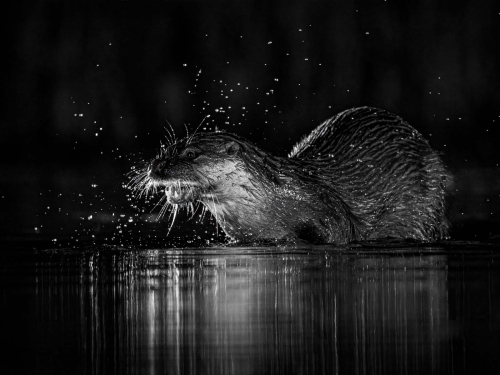 Simon Roberts: Otter