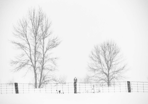 Simon Roberts: Snowy-Owl