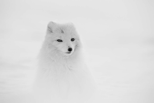Pete Whieldon: Arctic-Fox-copy